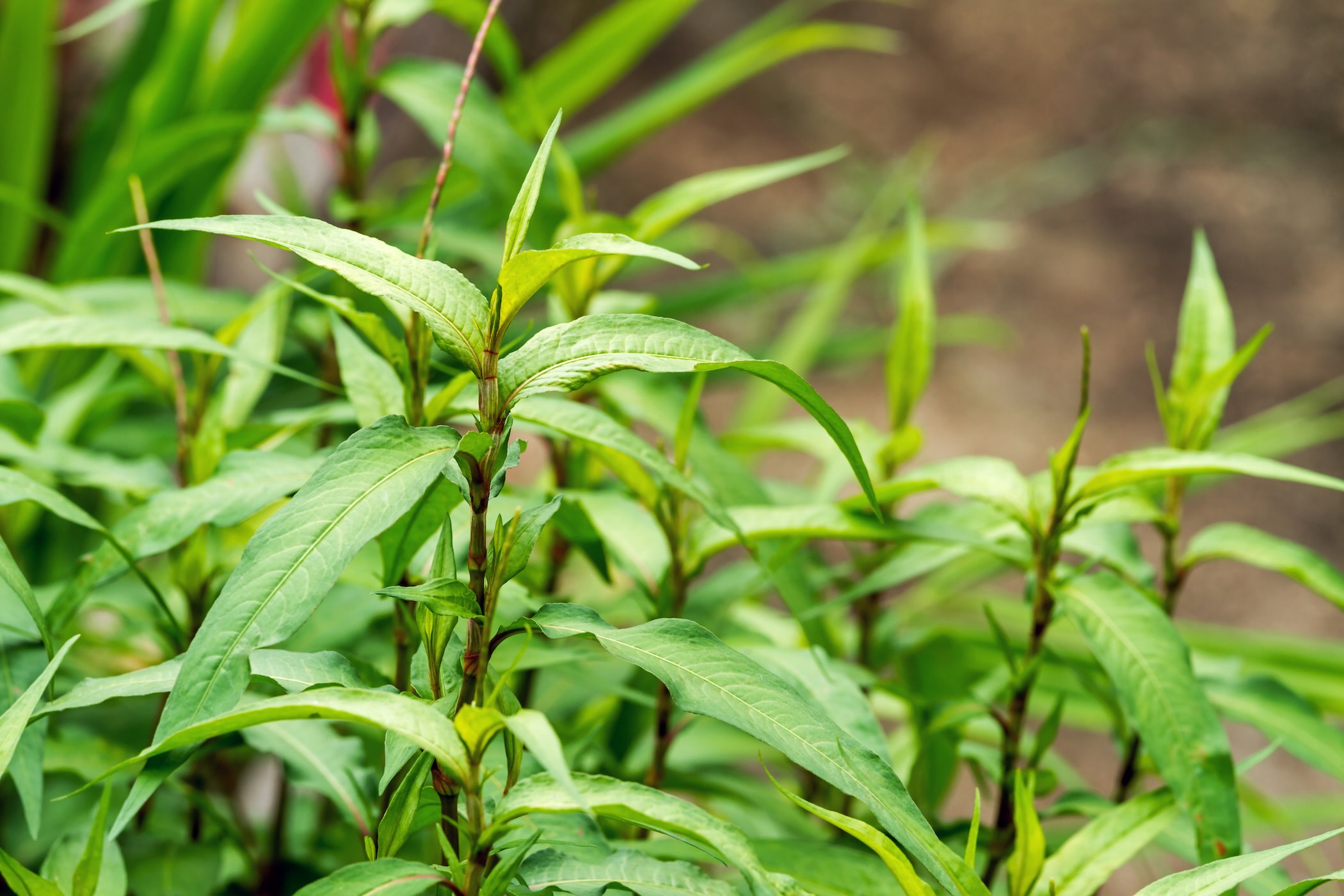 Fresh Vietnamese coriander plant growth in vegetable garden Vietnamese Pantry Staples